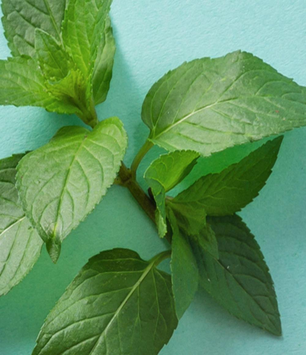 Vanilla Mint & Sweet Mint 2-Pack Lip Balm